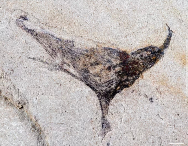 Nuevos hallazgos fósiles hacen ajustar --una vez más-- los tiempos del evolucionismo